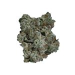 Grizzly Genetics award winner